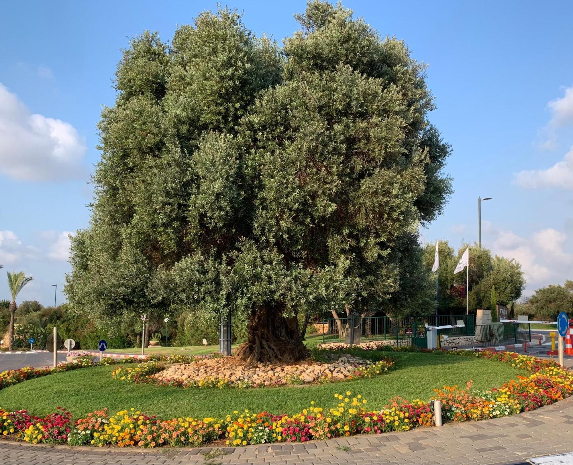 Mina'S Suites - קיסריה Extérieur photo